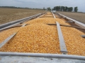 1_Corn-Harvest-08-006copy