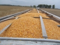 Corn-Harvest-08-006copy