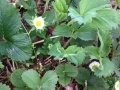 thumbs_StrawberryBloom