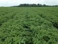 thumbs_tomato-field